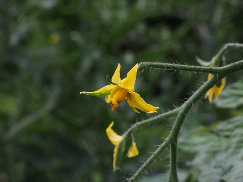 Alam mekar tanaman daun