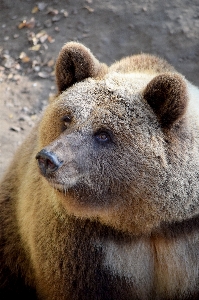 Bear wildlife zoo mammal Photo