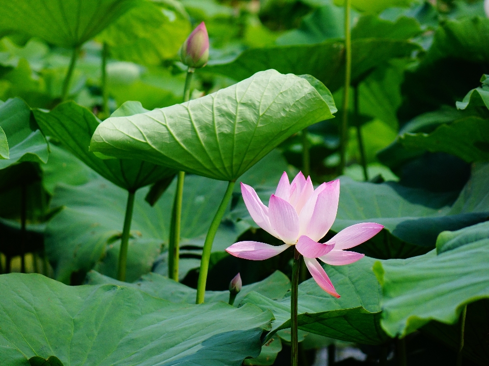 Natura pianta foglia fiore