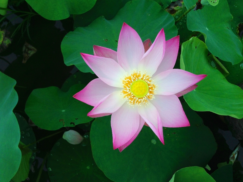 水 自然 花 植物