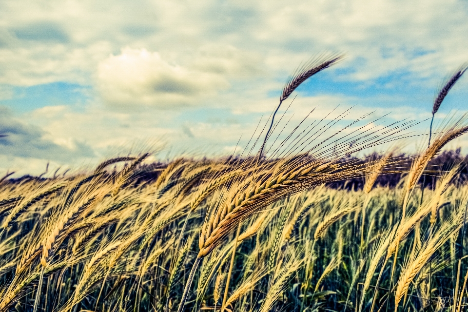 Sea coast nature grass