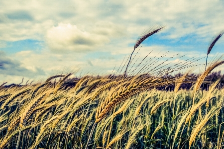 Sea coast nature grass Photo