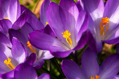 Nature blossom plant flower Photo