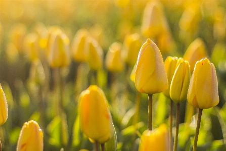 Zdjęcie Natura zakład pole łąka
