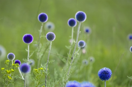 Nature grass plant field Photo