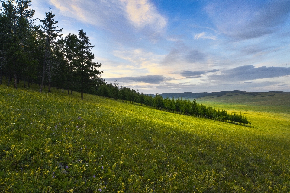 Paesaggio albero natura erba