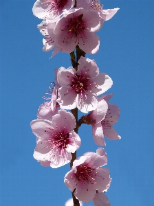 Branch blossom plant flower Photo