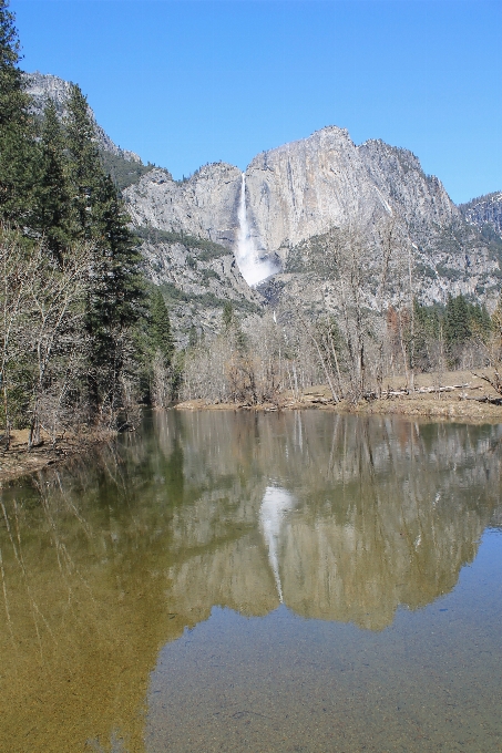 Paesaggio albero acqua natura