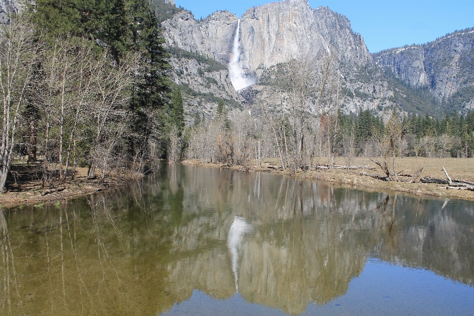 Landscape tree water nature