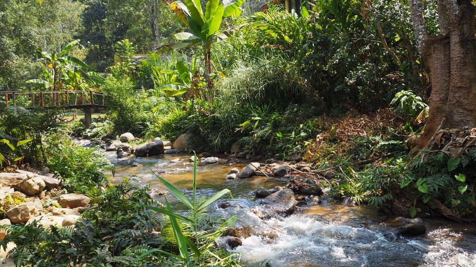 Nature forest waterfall flower