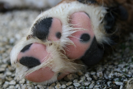 Photography dog close up nose Photo