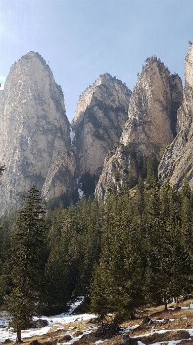 Landscape tree nature rock