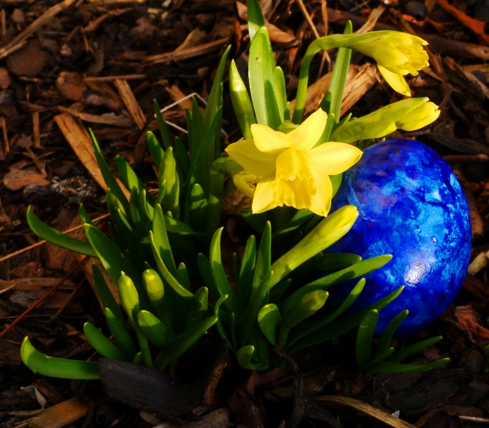 Anlage blume grün botanik
