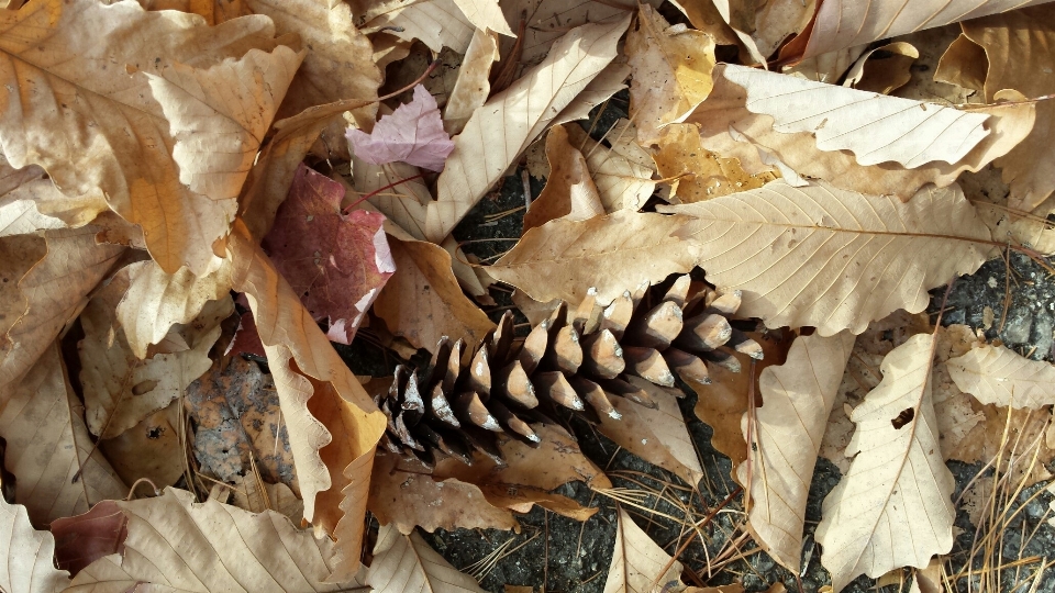 Arbre bois feuille automne