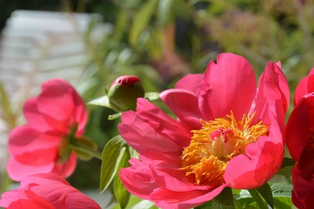 Blüte anlage blume blütenblatt Foto