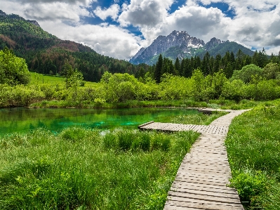 Photo Paysage eau nature forêt