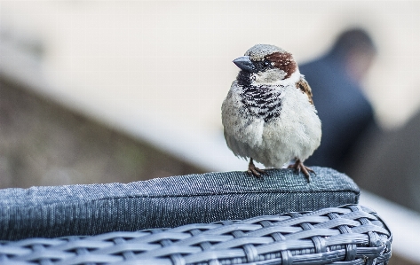 Nature branch winter bird Photo