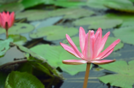 Water nature blossom plant Photo