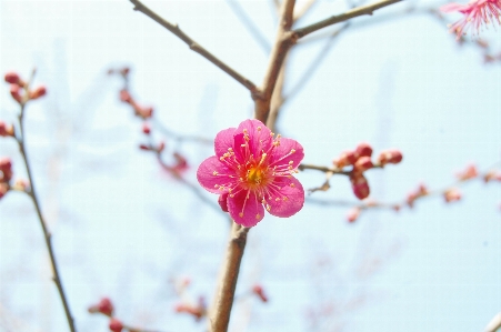 Nature branch blossom winter Photo