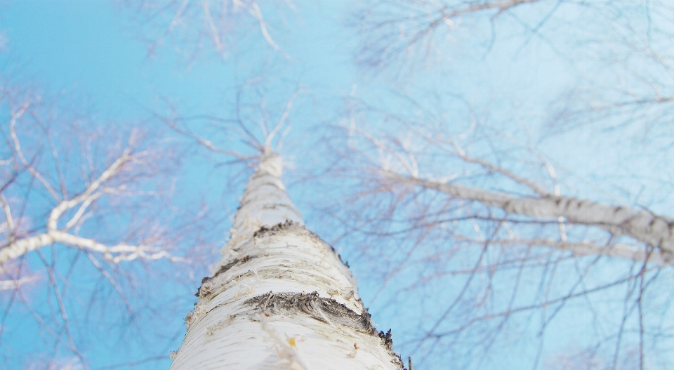 Baum natur zweig schnee