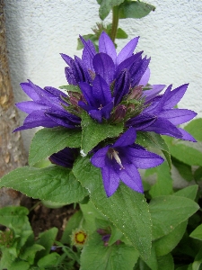 植物 花 ハーブ 植物学
 写真