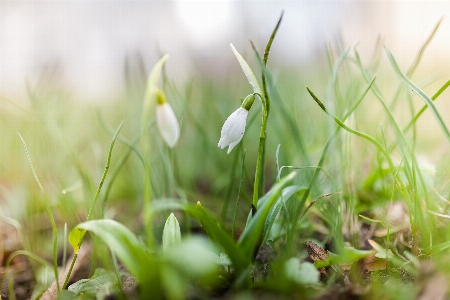 Nature grass blossom plant Photo