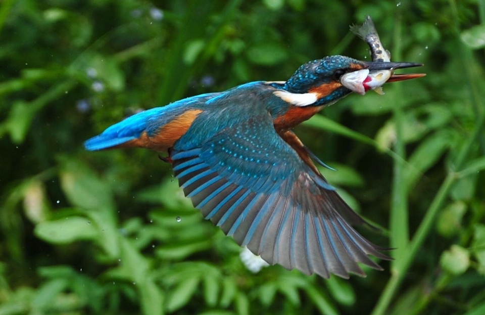 Natura uccello ala fiore