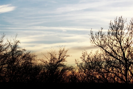 Landscape tree nature forest Photo