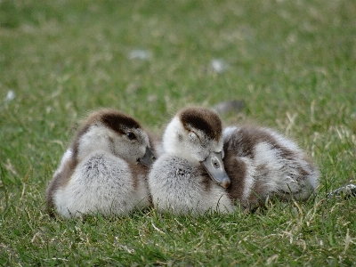 Grass bird photography sweet Photo