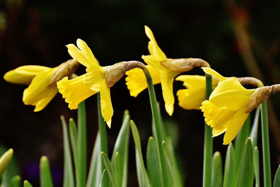 Naturaleza florecer planta flor