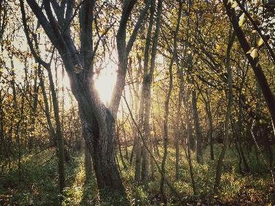 Tree nature forest outdoor Photo