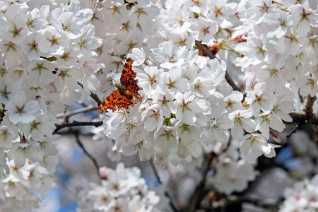 Zweig blüte anlage weiss Foto