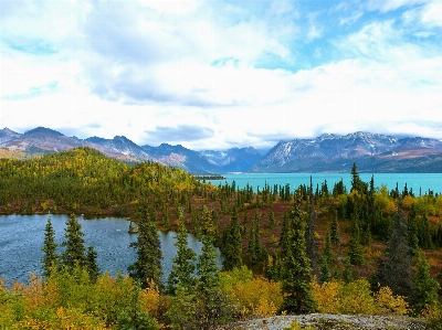 Landscape tree forest wilderness Photo