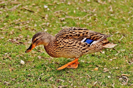 Natur vogel prärie
 tier Foto