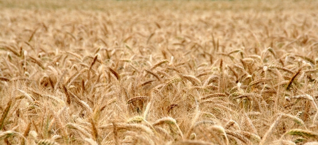 Grass plant field barley Photo