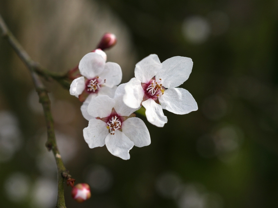 Tree nature branch blossom