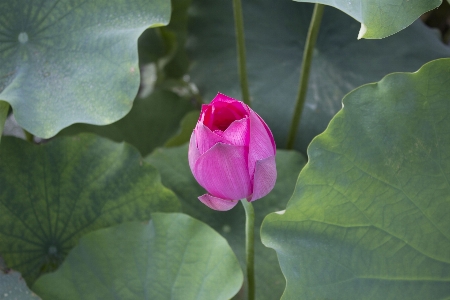 Foto Planta hoja flor pétalo