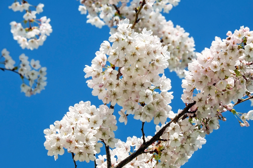 自然 ブランチ 花 植物