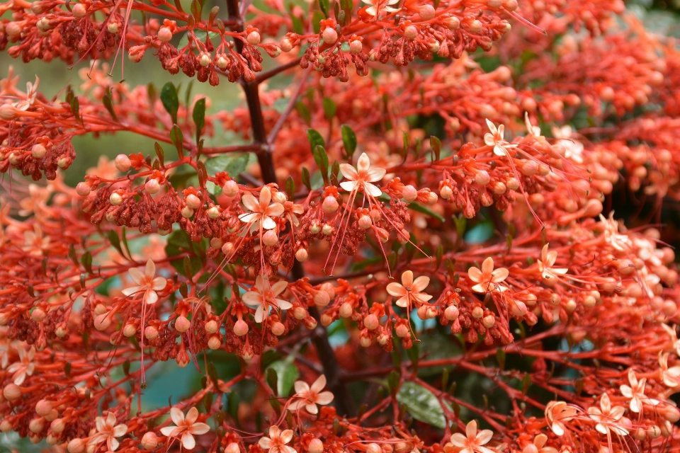 Pohon alam tanaman daun