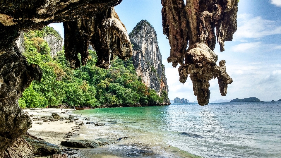 海 海岸 树 水