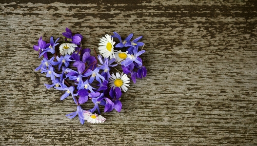 Blossom plant flower purple Photo