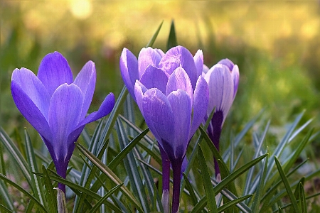 Photo Nature usine champ prairie
