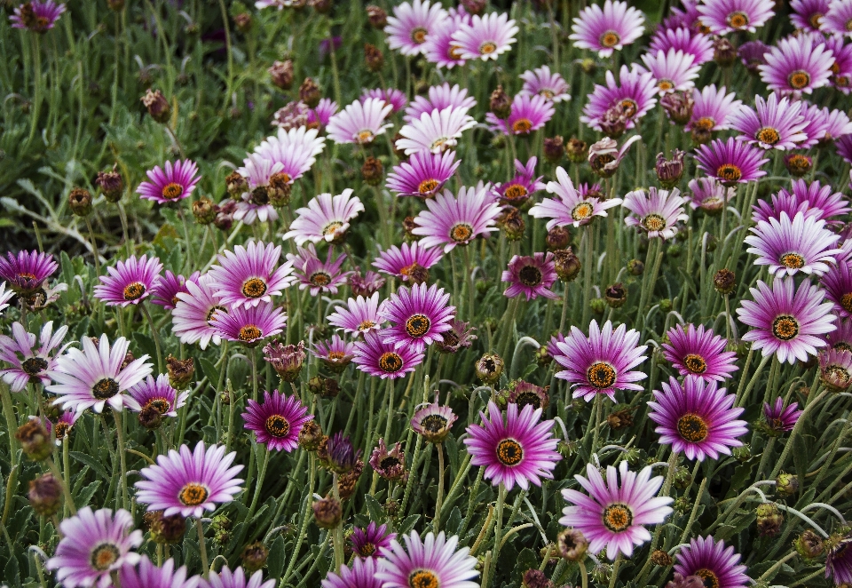 Natura pianta campo prato
