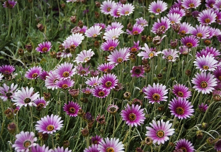 Nature plant field meadow Photo