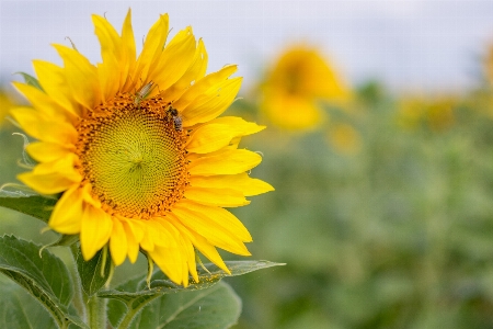 Nature plant field meadow Photo