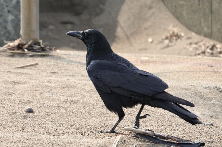 ビーチ 鳥 羽 動物 写真