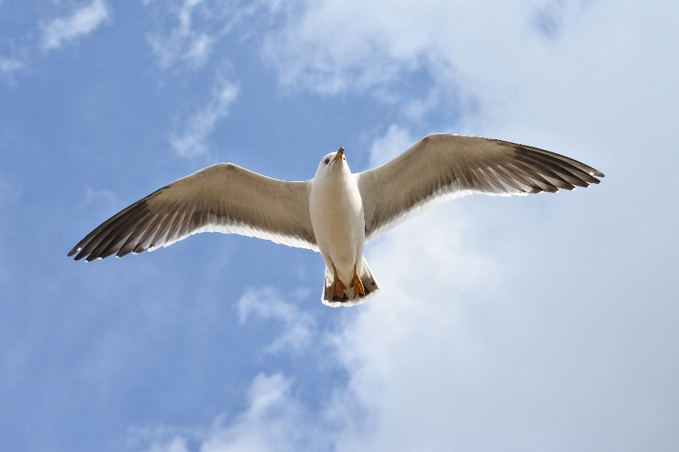 Pájaro ala nube cielo