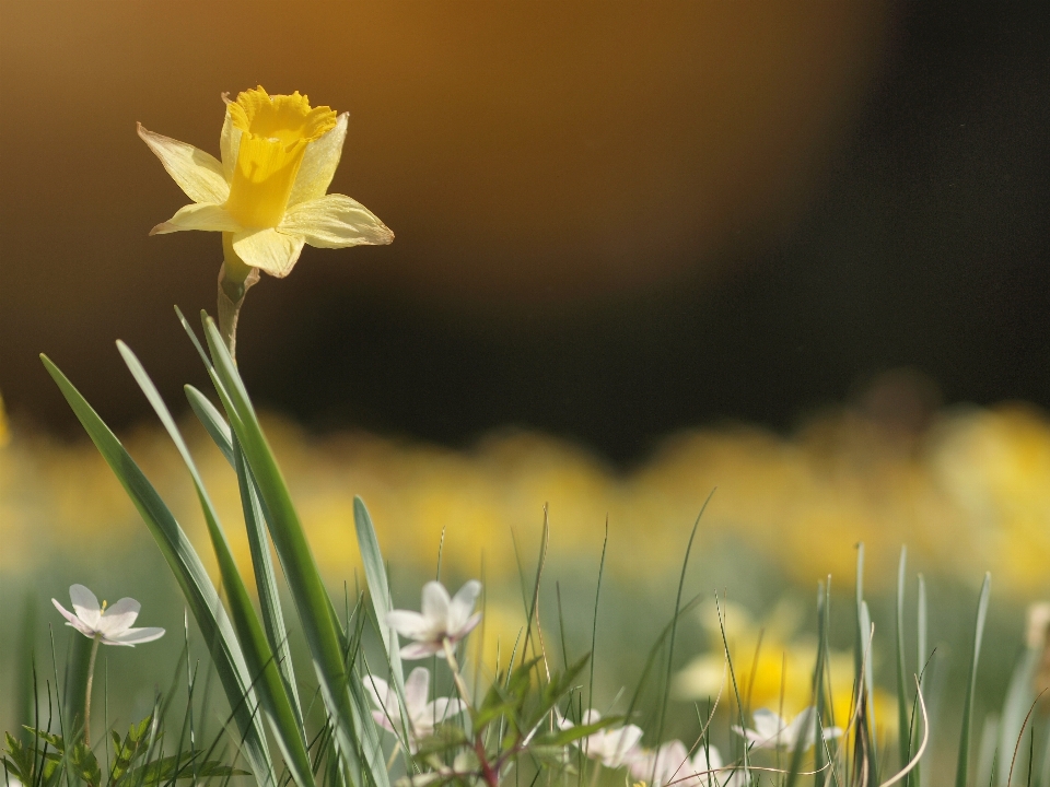 Nature grass blossom plant