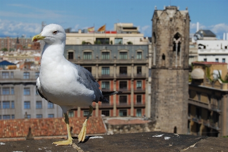 Bird architecture building city Photo