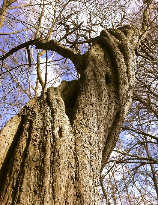 Landscape tree nature forest